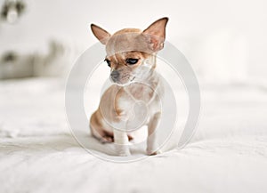 Beautiful small chihuahua puppy standing on the bed curious and happy, healthy cute babby dog at home