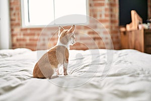 Beautiful small chihuahua puppy standing on the bed curious and happy, healthy cute babby dog at home