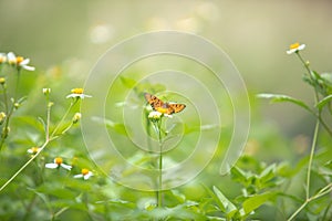 Beautiful small colorful butterfly on the daisy flower in the meadow garden park. With copy space.