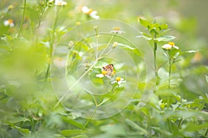 Beautiful small colorful butterfly on the daisy flower in the meadow garden park. With copy space.