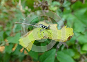 Beautiful small damselfly sitting on the leaf of the plant