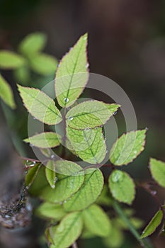 Beautiful small dews on leaves and flowers