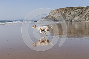 beautiful small dog running by the sea shore with reflection on the water. Summertime. Holidays. Pets outdoors. LIfestyle