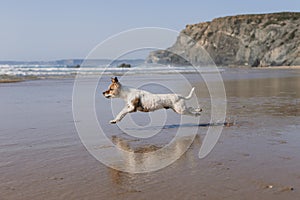 beautiful small dog running by the sea shore with reflection on the water. Summertime. Holidays. Pets outdoors. LIfestyle