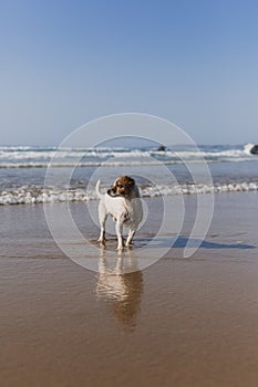 beautiful small dog sitting on the sea shore with reflection on the water. Summertime. Holidays. Pets outdoors. LIfestyle