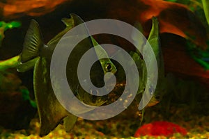 Beautiful small fish swim in a large home aquarium