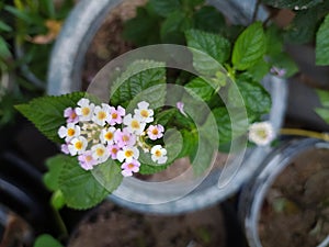 Beautiful Small flower pot bunga photo