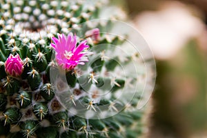 Beautiful small flowers of cactus.