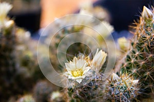 Beautiful small flowers of cactus.