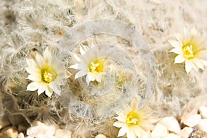 Beautiful small flowers of cactus.