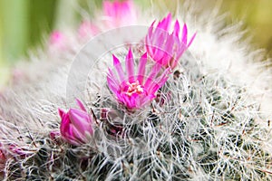 Beautiful small flowers of cactus.