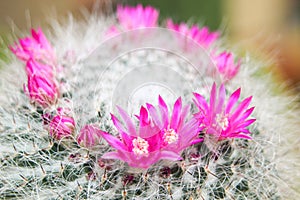 Beautiful small flowers of cactus.