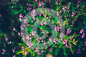 Beautiful small flowers close-up background