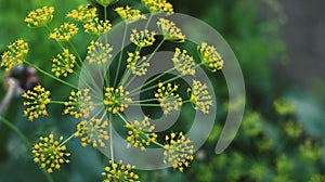 Beautiful and Small Flowers Of Dill