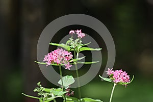 Beautiful small flowers in the garden.