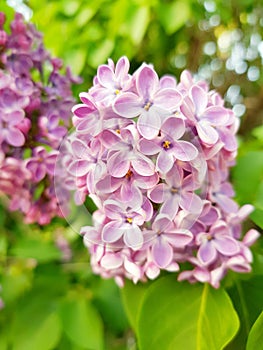 Beautiful small flowers of a lilac tree grow on a branch in the spring garden