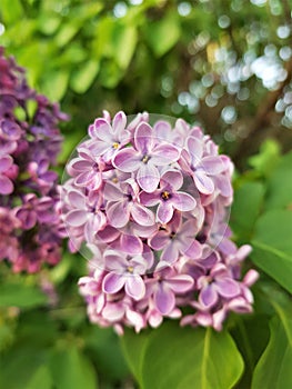 Beautiful small flowers of a lilac tree grow on a branch in the spring garden