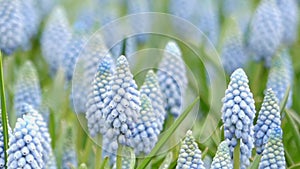 Beautiful Small Flowers -Muscari. Close up Shot.