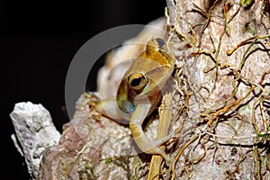 Beautiful small frog Boophis rhodoscelis Madagascar