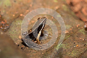 Beautiful small frog brown mantella Madagascar