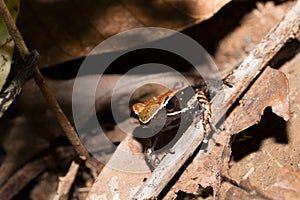 Beautiful small frog brown mantella Madagascar