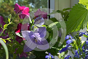 Beautiful small garden on the balcony. Violet flower of platycodon grandiflorus with four petals and pink blooming petunia