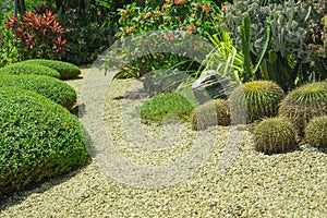 Beautiful small gravel garden, decorated with light brown pebble in the middle, brown stone, cactus, green leafs ground cover