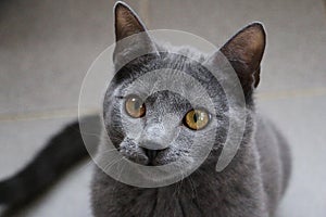 Beautiful small gray kitten head portrait indoor