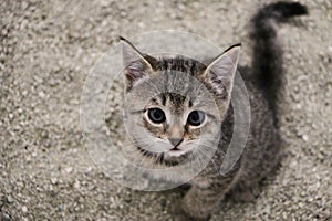 Beautiful small gray kitten is sitting in the sand in the cat toilett and looking up photo