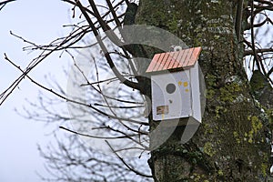 Beautiful small gray old wooden bird house on linden tree with red roof on winter day in Dublin, Ireland