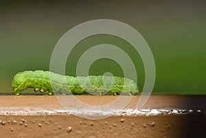 Beautiful small green caterpillar. Macro shot of insects.