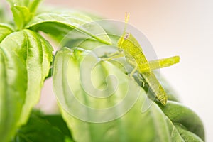 Beautiful Small Green Grasshopper Close-Up Resting On Basil Leaves.