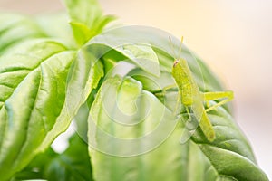 Beautiful Small Green Grasshopper Close-Up Resting On Basil Leaves.