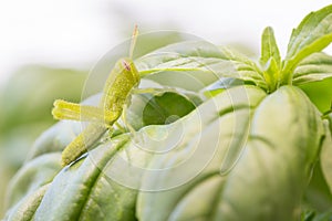 Beautiful Small Green Grasshopper Close-Up Resting On Basil Leaves.