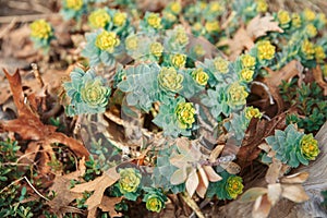 Beautiful small green yellow succulents cactus on earth in flowerbed, on sunset