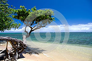 Beautiful small heliotrope tree at Anini beach photo
