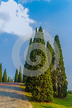 Beautiful small hill landscape with tall pine trees on green grass field and blue sky white cloud background. Juniperus chinensis