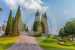 Beautiful small hill landscape with tall pine trees on green grass field and blue sky white cloud background. Juniperus chinensis