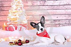 A beautiful small jackbull is lying with christmas deoration in the christmas studio photo