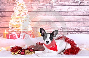 A beautiful small jackbull is lying with christmas deoration in the christmas studio