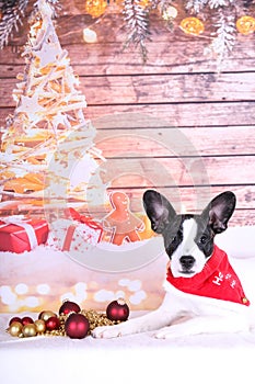 A beautiful small jackbull is lying with christmas deoration in the christmas studio photo
