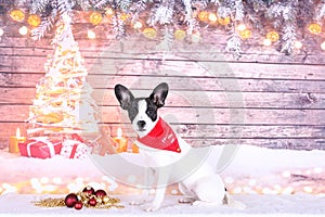 A beautiful small jackbull is sitting with christmas deoration in the christmas studio photo
