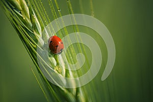 Beautiful small ladybug with dewdrops on wings photo
