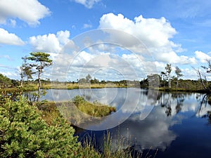 Beautiful small lake, trees and plants  in Aukstumalos swamp, Lithuania