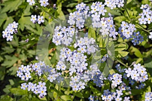 Beautiful small light blue and white meadow flowers. Fresh spring tiny blossoms. Forget me not blooming on green grassy background