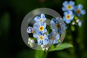 Beautiful small light blue and white meadow flowers. Fresh spring tiny blossoms. Forget me not blooming on green grassy background