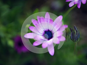 Beautiful small light lilac flower Osteospermum on a background of green leaves in nature at early spring. Very shallow dept photo
