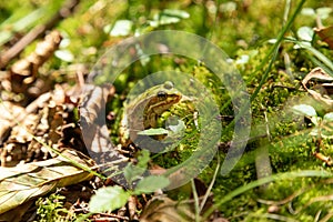 Beautiful small little frog in sunlight sitting in a forest