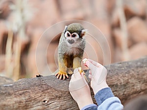Beautiful small monkey at Loro Park Loro Parque, Tenerife, Canary Islands, Spain photo