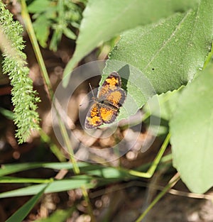Beautiful small orange black Northern Crescent butterfly